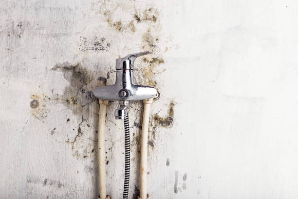 Best Mold Remediation  in Jacksonville, OR