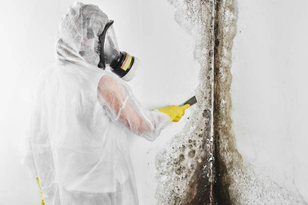 Best Mold Cleaning Services  in Jacksonville, OR