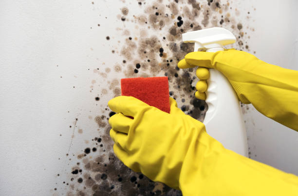 Trusted Jacksonville, OR Mold Removal Experts