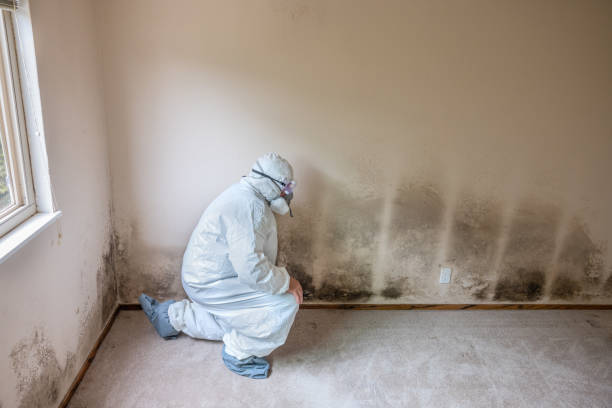 Best Professional Mold Removal  in Jacksonville, OR