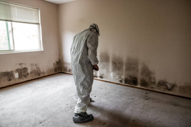 Attic Mold Removal in Jacksonville, OR