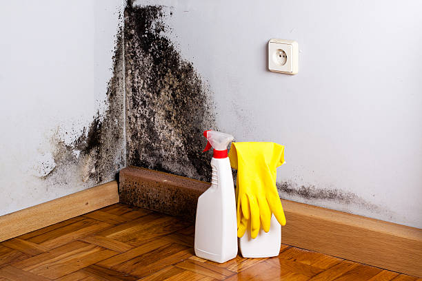 Best Professional Mold Removal  in Jacksonville, OR