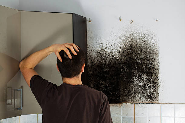 Best Mold Removal and Inspection  in Jacksonville, OR