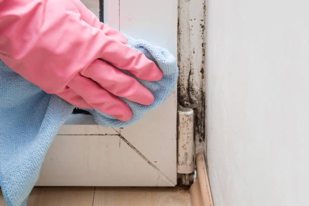 Best Mold Remediation  in Jacksonville, OR