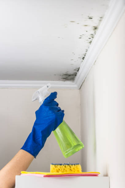 Best Local Mold Removal Service  in Jacksonville, OR